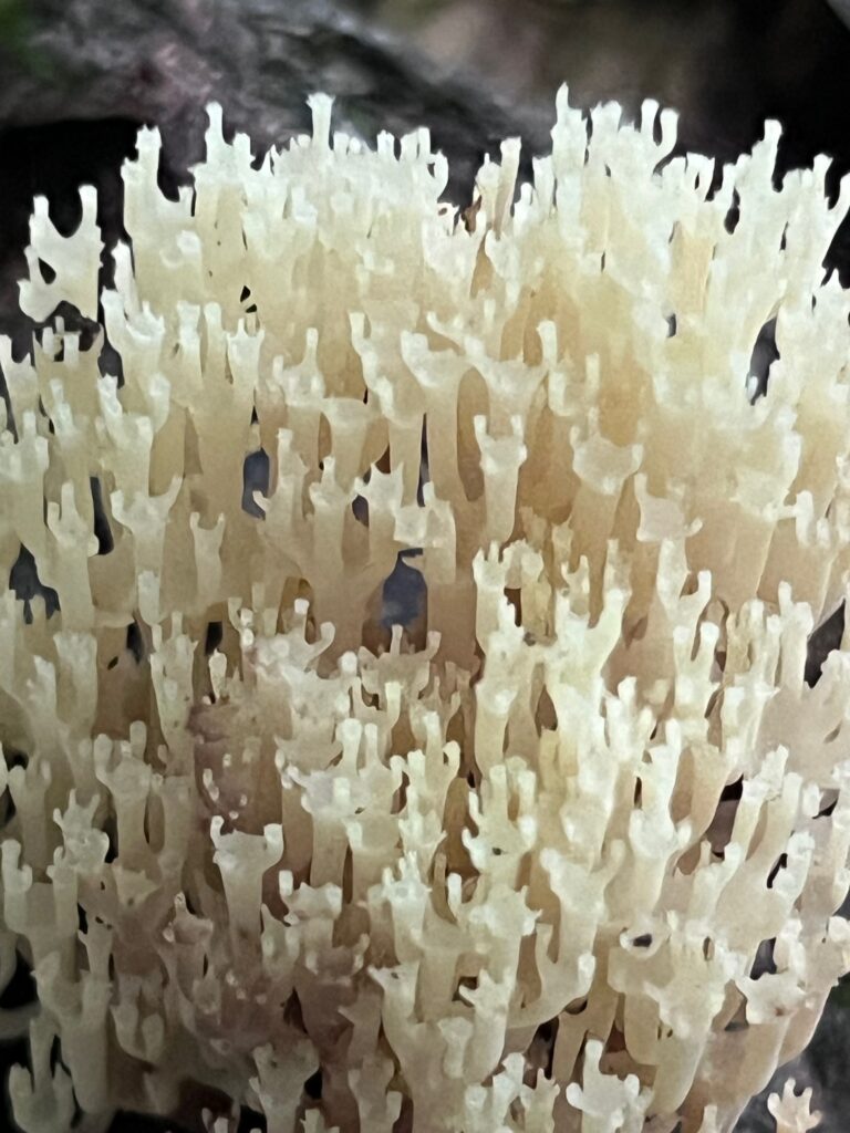 Close up of a mushroom.